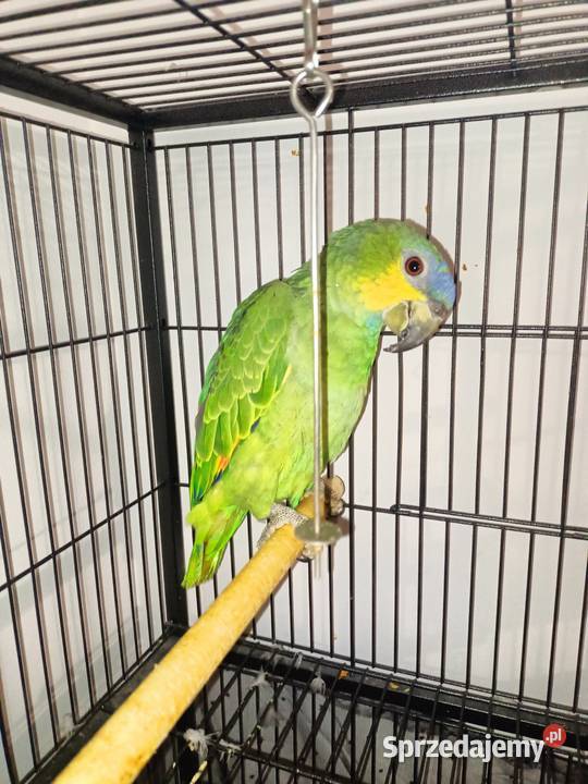 Papuga amazonka modrobrewa Ptaki Wyszków