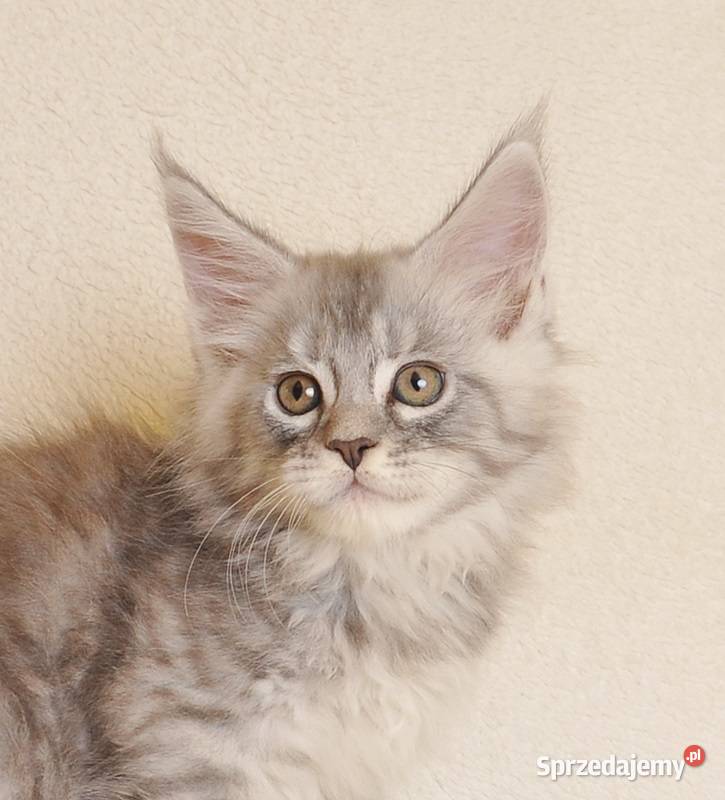 Przepiękny kocurek Maine Coon z rodowodem PZFWCF Białystok