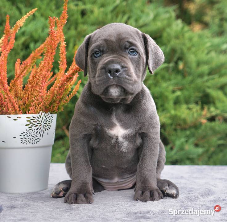 Szczeniaki Cane Corso ZKwP FCI Gończyce