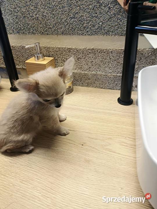 Dziewczynka Mini Długowłosa Chihuahua Zgierz