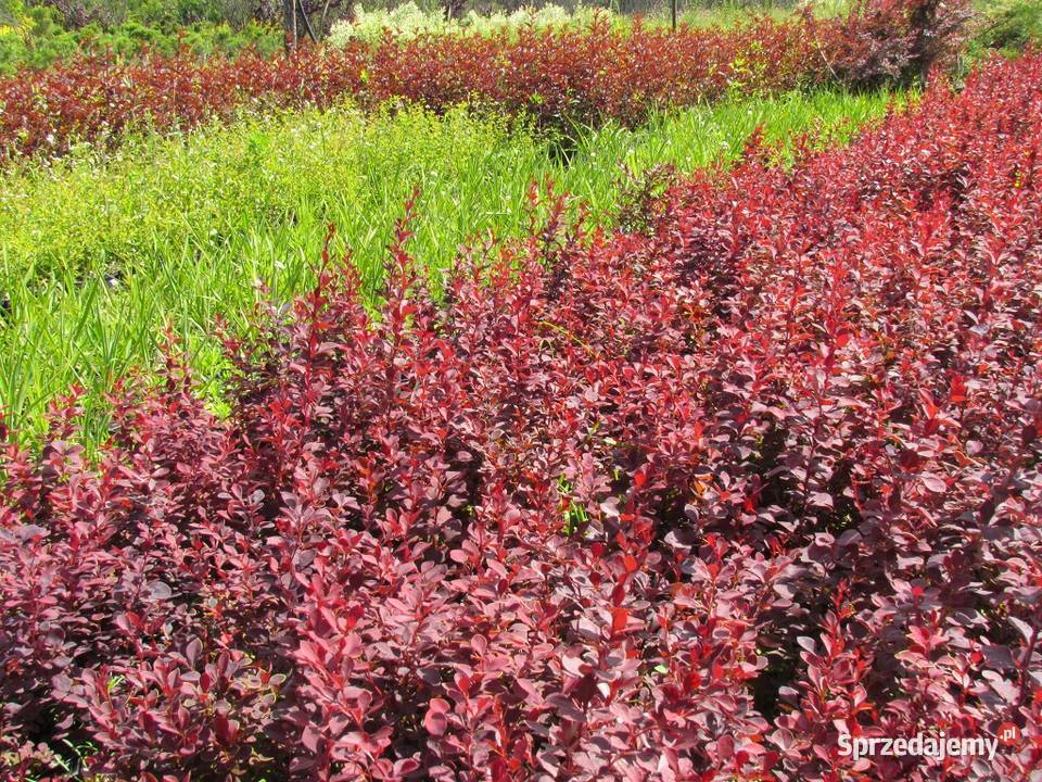 Czerwony żywopłot obronny Kolczasty berberys Wisznice
