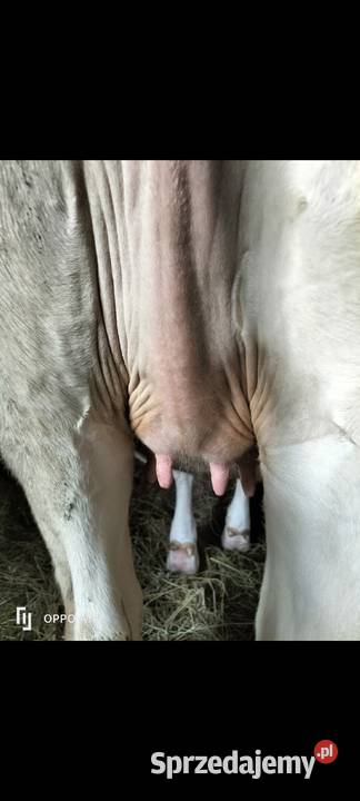 Jałówka wysokocielna mazowieckie Bieżuń