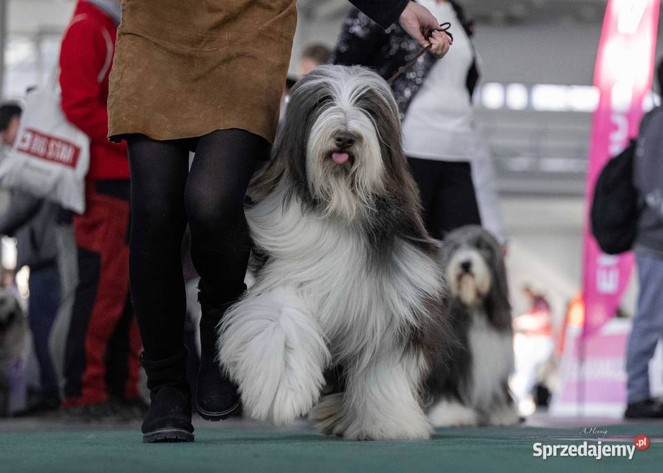 Bearded collie szczeniaki FCI zachodniopomorskie Stargard