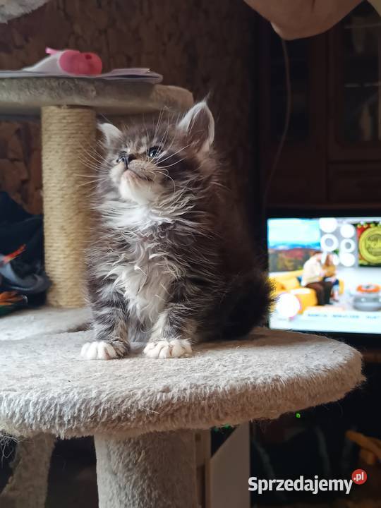 Śliczne kocięta Maine coon z rodowodem Prawęcin