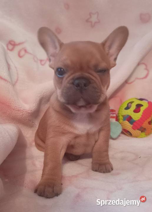 Buldog francuski mazowieckie Legionowo