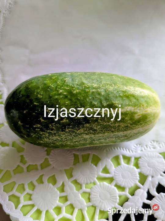 Ogórek Wierasen Gruzin Kustowoj Roznasol nasiona małopolskie sprzedam