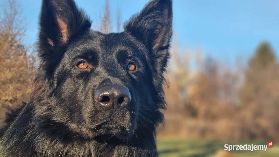 Owczarki Staroniemieckie czarne szczeniaczki Puławy