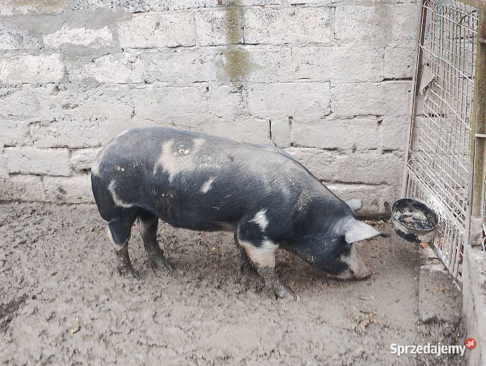 Knurek puławski Wielopole Skrzyńskie