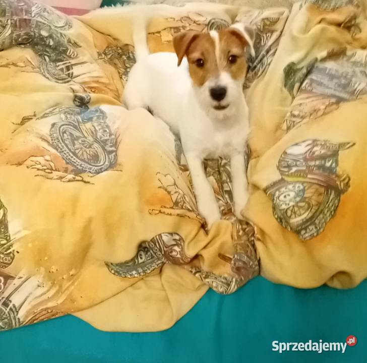 Szczeniak Jack Russell terrier szorstkowłosy Legnica
