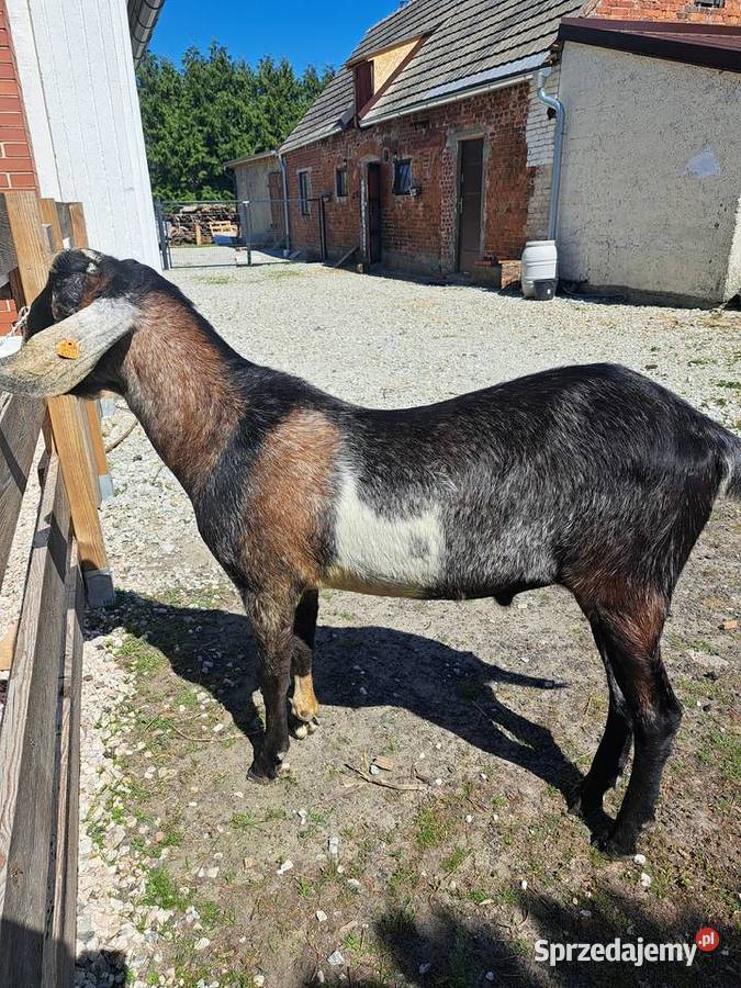 Roczny kozioł anglonubijski Kowalewo
