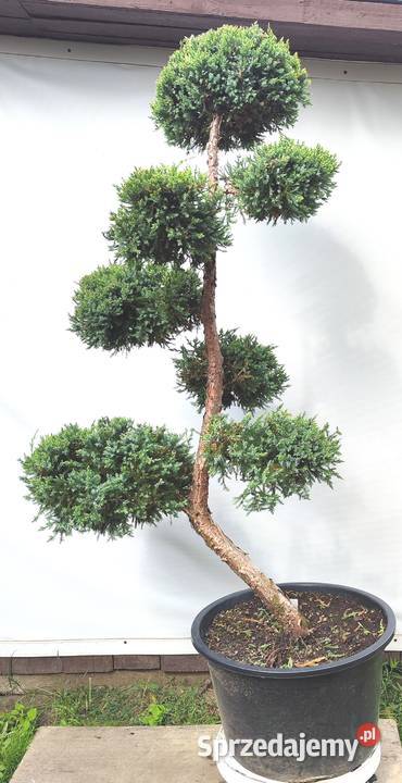 Bonsai Niwaki Jałowiec Holger Medynia Łańcucka sprzedam