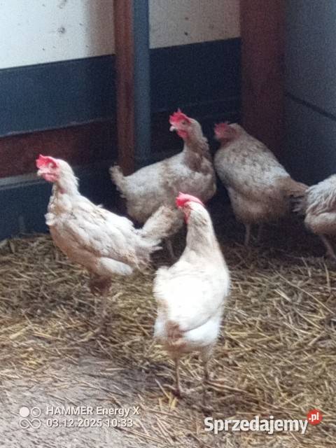 Sprzedam kury z jajkiem kujawsko-pomorskie sprzedam