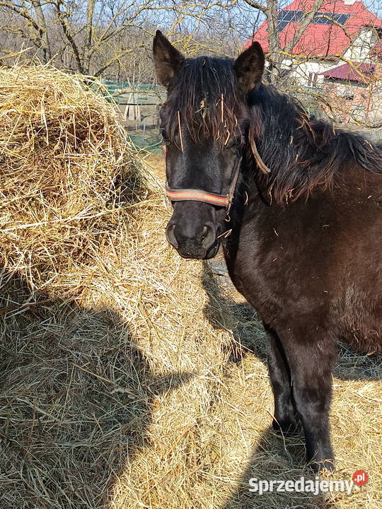 Źrebaki huculskie podkarpackie Tuligłowy