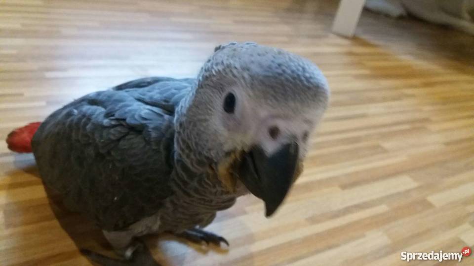 Żako Papuga Pozostałe łódzkie Łódź