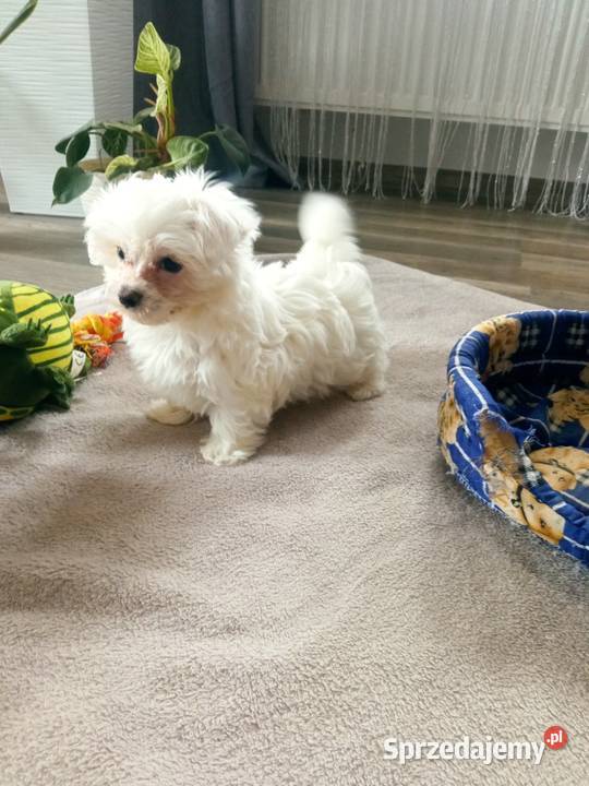 Maltańczyk piesek podkarpackie Dębica sprzedam