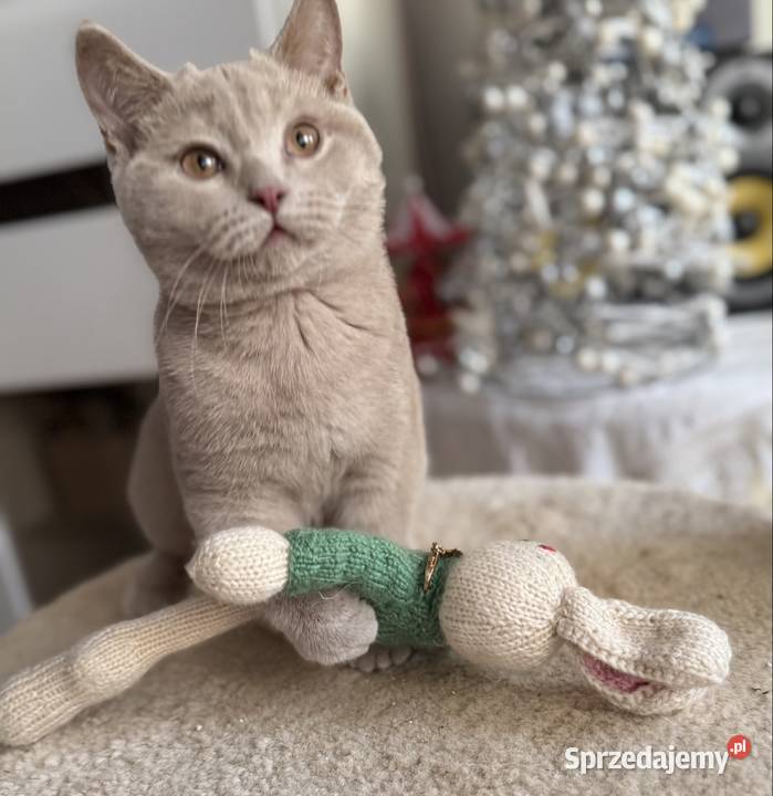 płowy brytyjski kocurek Inowrocław