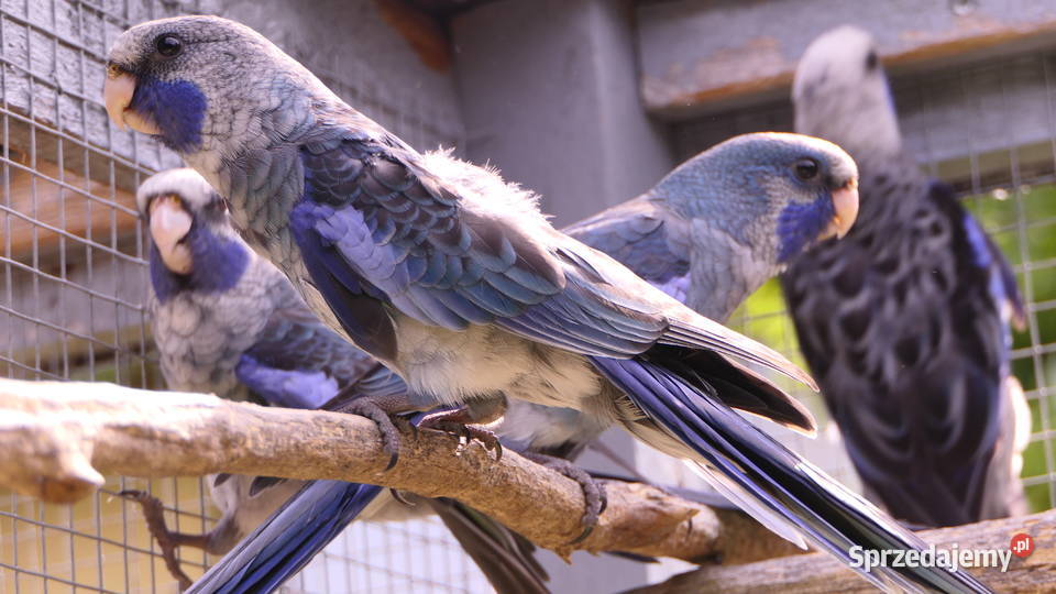 Rozella Królewska Niebieska Zelów