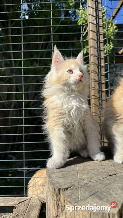 Maine Coon Kotka WCF 5 Pokoleniowy Rodowód Zwierzęta Daleszyce