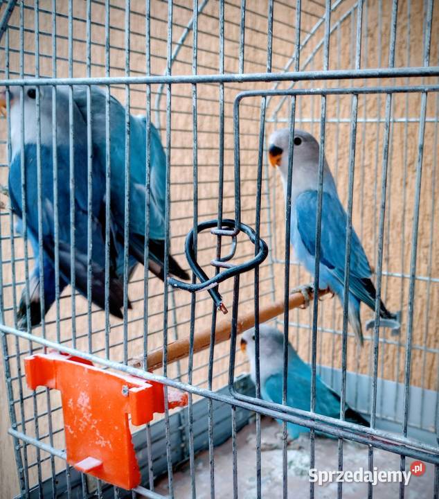 Młode nierozłączki Ptaki Zwierzęta Rzeszów sprzedam