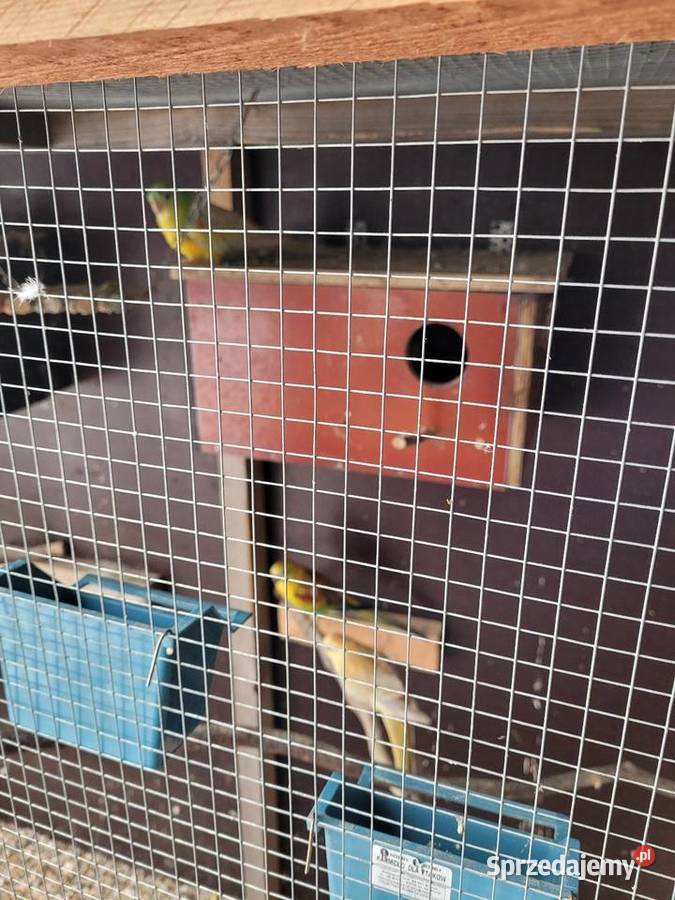 Swiergotki woliera 6 3parki Ptaki Objezierze