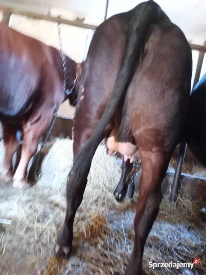 Sprzedam Jałówkę Cielną Pińczyce