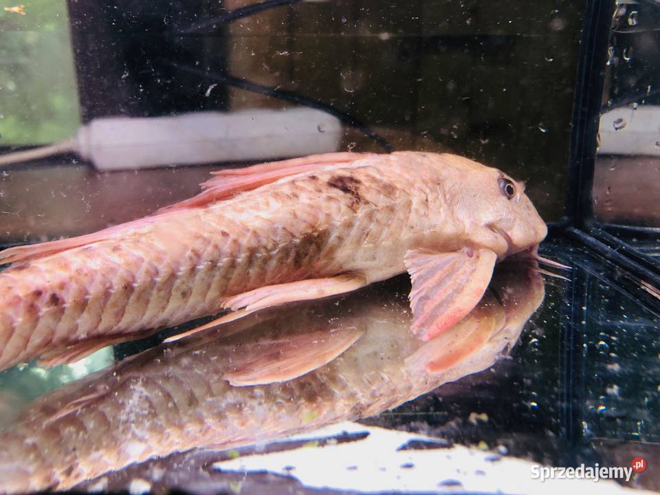 Glonojad Zbrojnik Albinos 30 Justynów