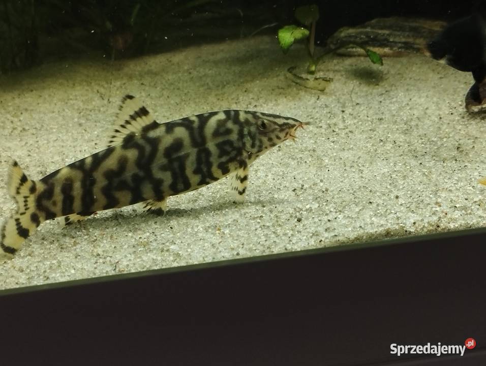 Bocja siatkowana xl ryby akwariowe rybki Wygoda