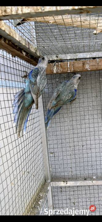 Rozelle białolice sprzedam