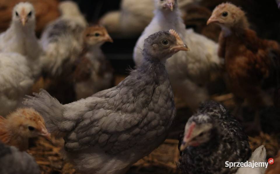 Kury nioski młode min Rosa Greenshell Darkshell Łaziska