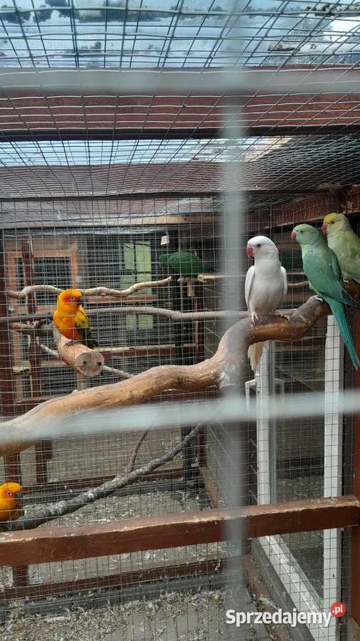 Sprzedam samca konury słonecznej Raków