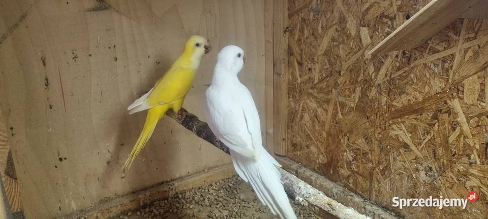 Mnichy nizinne lutino albino Ptaki Jaworzno