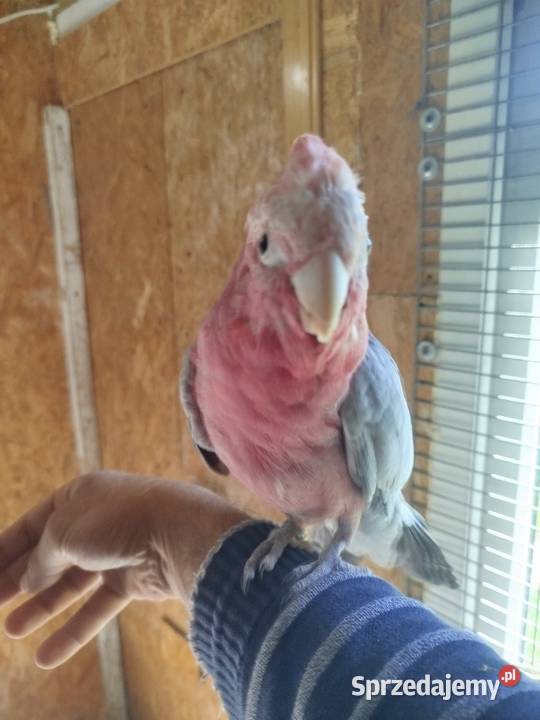 Kakadu różowy Siedlce sprzedam