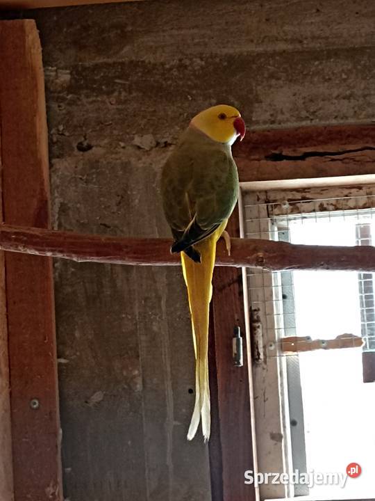 Sprzedam aleksandrettę Kobyłka