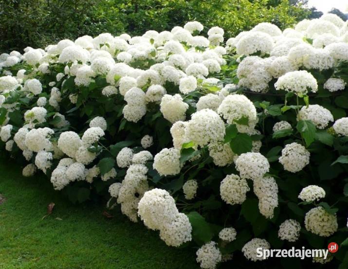 piwonia chińska hortensja ogrodowa narecznica lubelskie