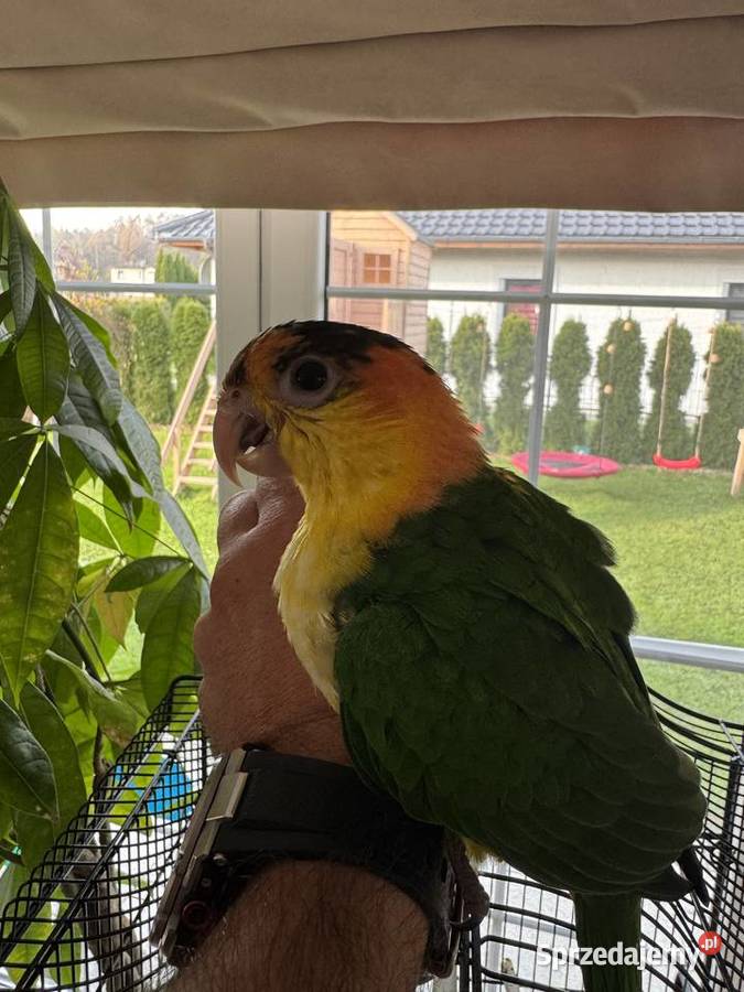 Barwinka Białobrzucha śląskie