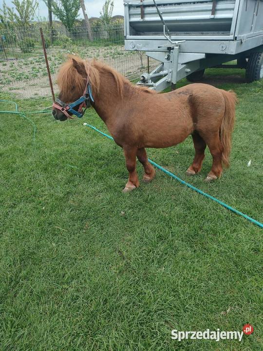 Sprzedam ogiera Konopnica