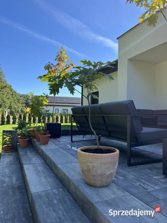 Sprzedam dęby czerwone 9 19 i 29 Ogród wielkopolskie Jarocin