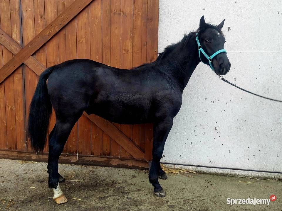 Przyszłościowy walach do malego sportu