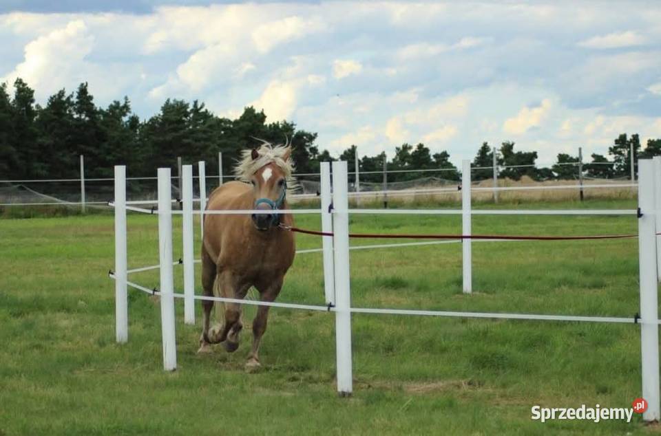 Gospodarstwo Rolne w urokliwym miejscu 13ha Jarnatów