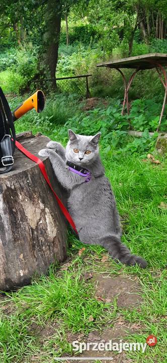 Kot Brytyjski British Shorthair Warszawa