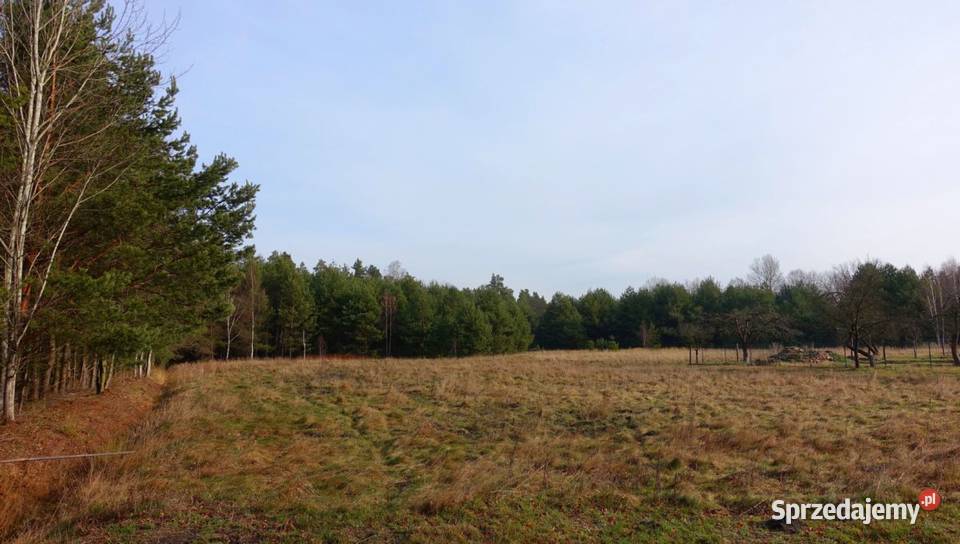 Działki lesie w miejscowości Parowa Osiecznicza 120zł/m2