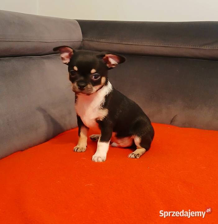 Piękny piesek chihuahua Psy Płock sprzedam