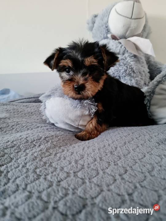 Dziewczyna Yorkshire Terrier z Chipem Wyprawka sprzedam