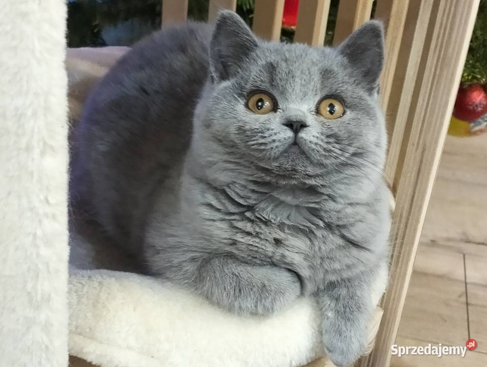 Śliczna koteczka Zuri Rodowód Międzynarodowy Łódź