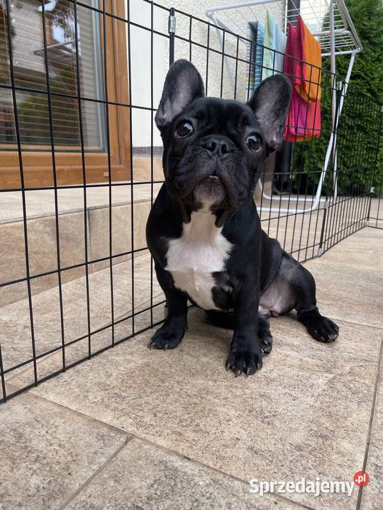 Buldog francuski szczenięta FCI mazowieckie sprzedam