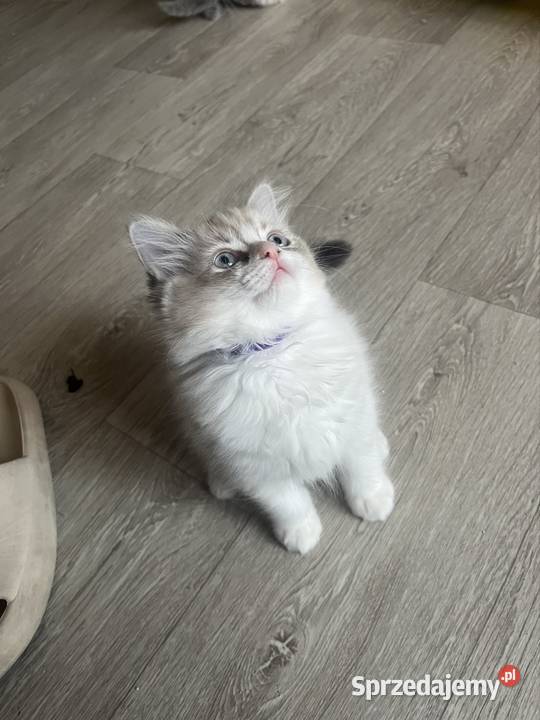 Kotki ragdoll Ragdoll śląskie Bielsko-Biała