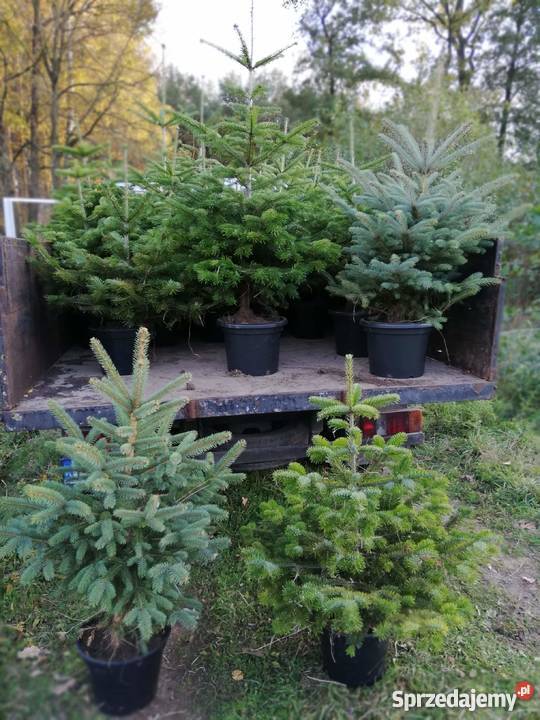 Choinki w donicach świerkjodłaOkazja Rośliny Poznań sprzedam