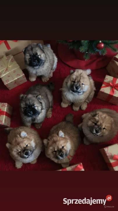 Chowchow Szczeniaki FCI