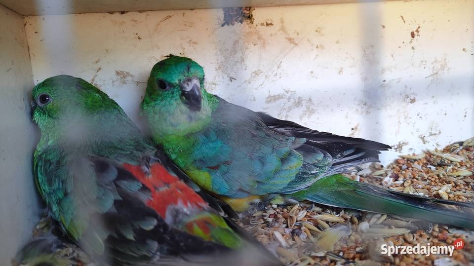 Papugi Rozelle gorskie baranandy Bełchatów