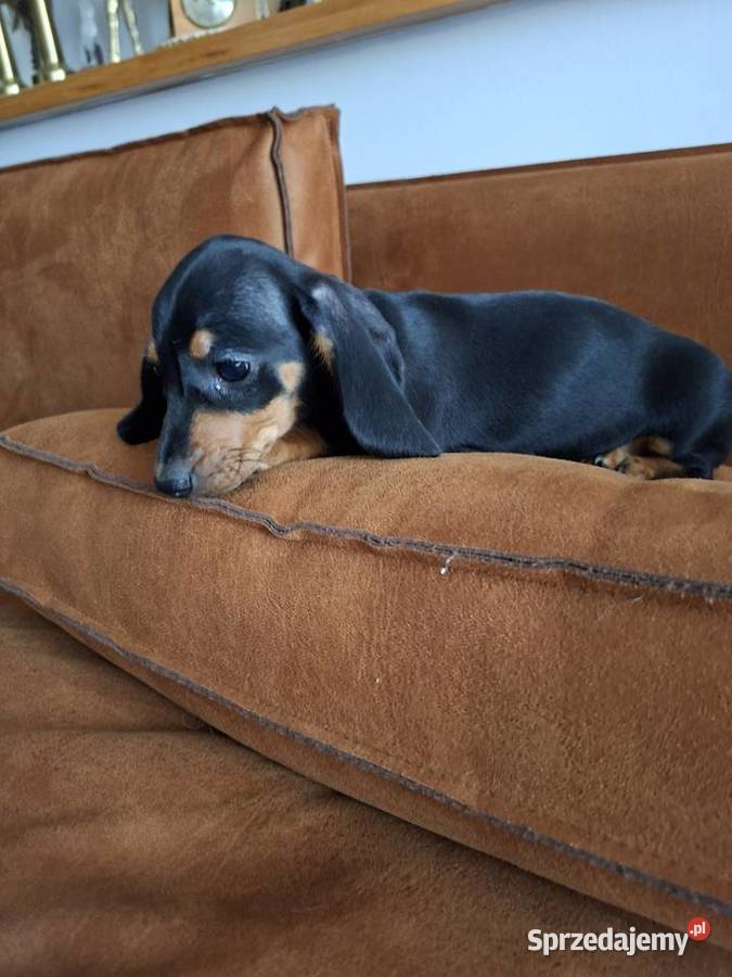 Jamnik czarny piesek Gostyń